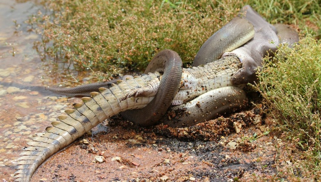 Amazing: Snake Devours Crocodile after 5 Hour Battle