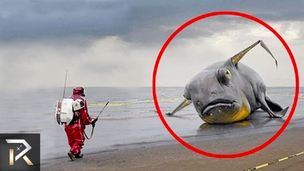 10 Mysterious Creatures discovered by Fisherman