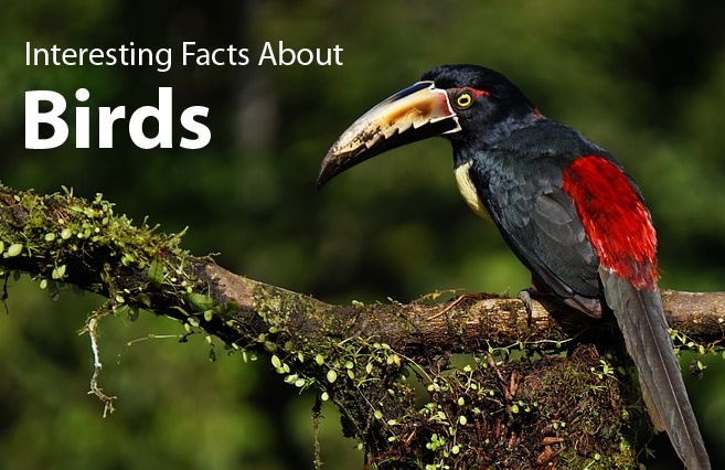 Amazing & Interesting Facts about Birds.