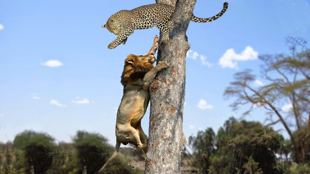 Lion vs Leopard – Most Amazing Moments of Wild Animal Fights