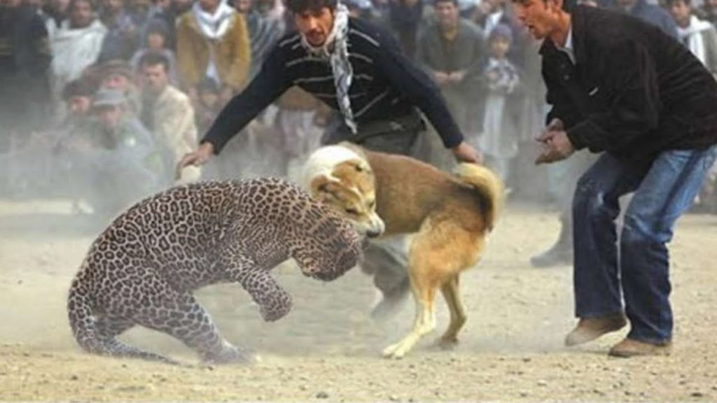 The 10 Extreme Crazy Animal Fights