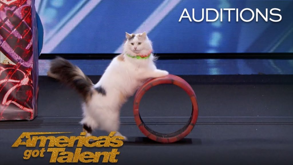 Singing Dogs! Cat Tricks!  – America’s Got Talent