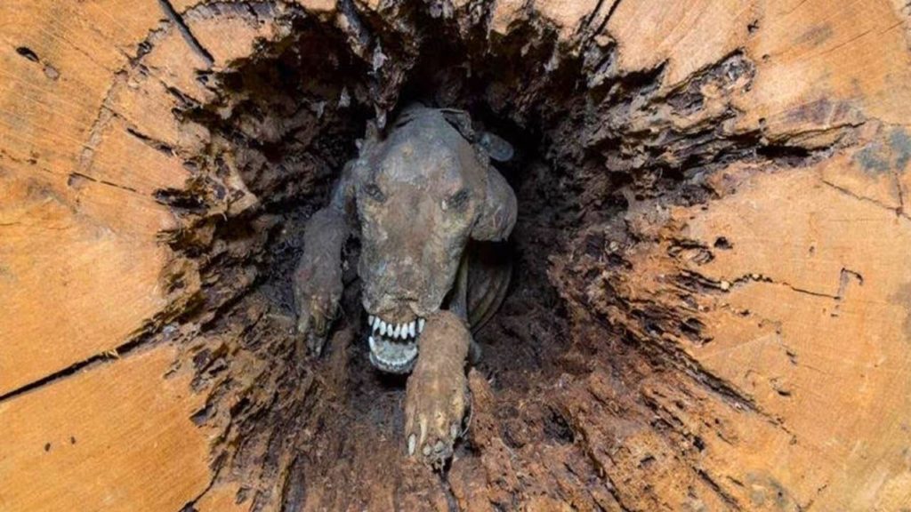 Most Mysterious Discoveries of Mummified/Petrified Animals!