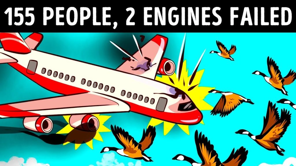 Birds ruined the Plane Engines, see what happened to 155 Passengers