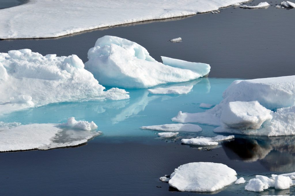 New Forests under the Arctic Ice keep growing Bigger