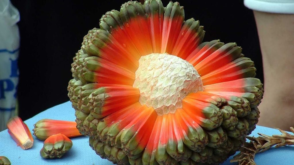 Crazy Fruits you’ve never heard Of!