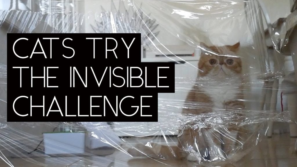 Cats Try the Invisible Challenge