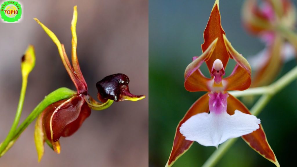 Top 10 Most Beautiful but strange Flowers