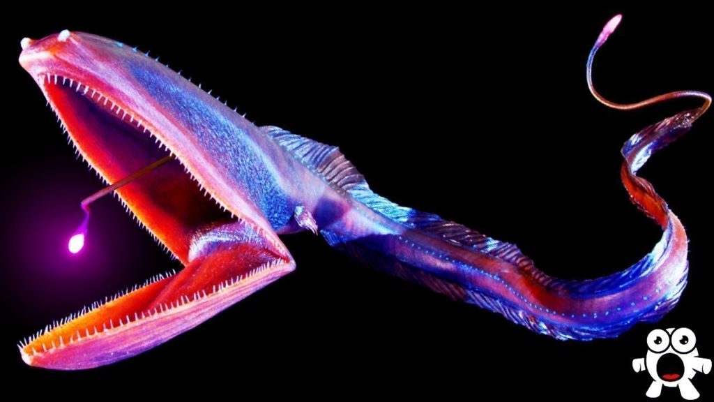 Weirdest Animals of The Deep Sea