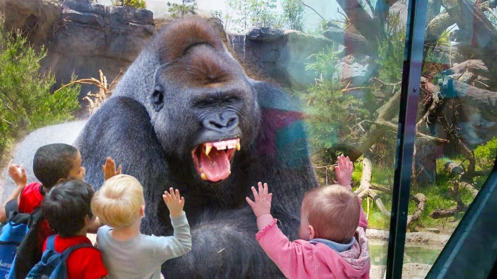 Funny Kids and Animals at the Zoo – Funny Kids Fails Vines