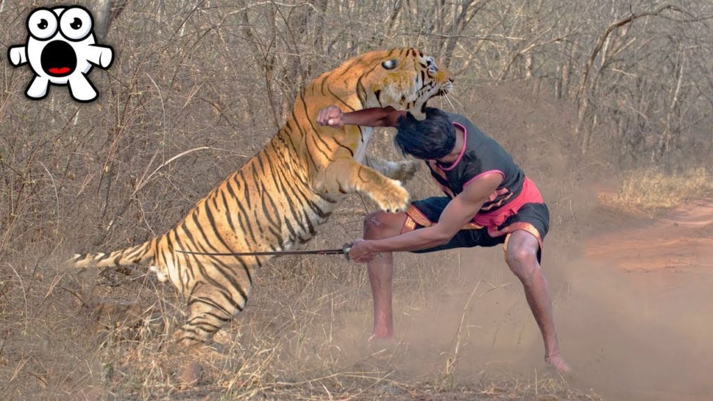 Tiger Vs Human with Sword – Who do you think Wins?