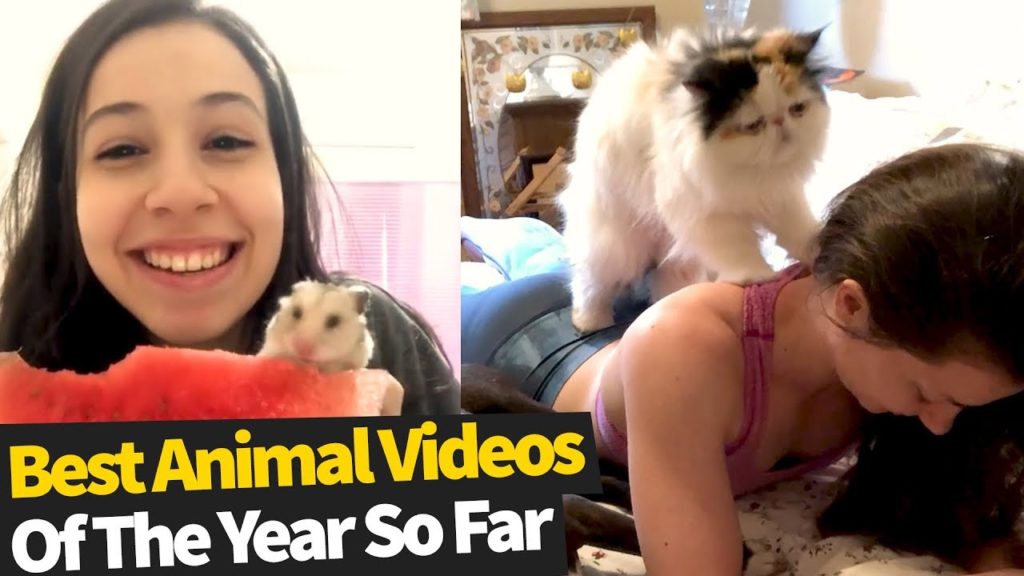 50 Best Animal Videos of the Year, so far (2019)