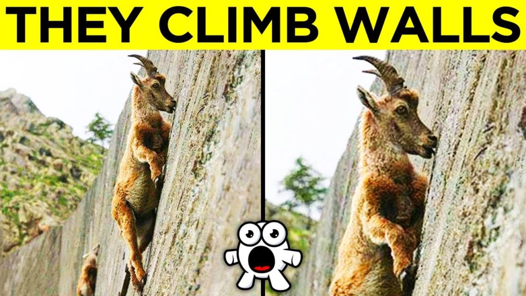 Animals with unbelievably Awesome Skills