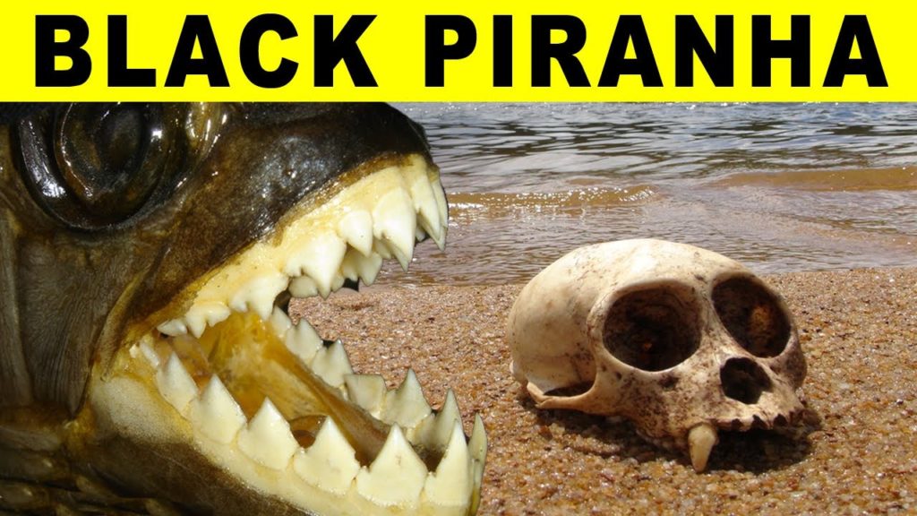 Biggest Piranha – Amazon River Monsters