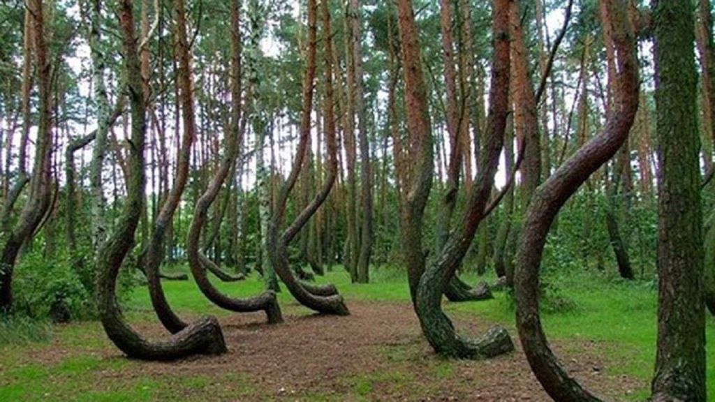 The strange reason thousands of Trees suddenly appeared in China