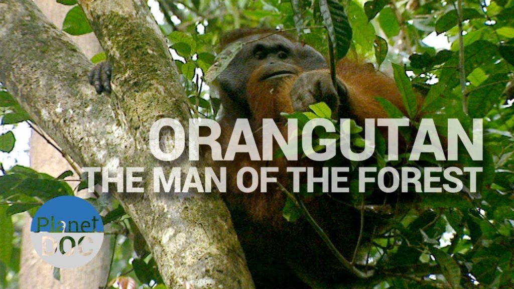 Amazing Earth: Orangutan, the Person of the Forest?