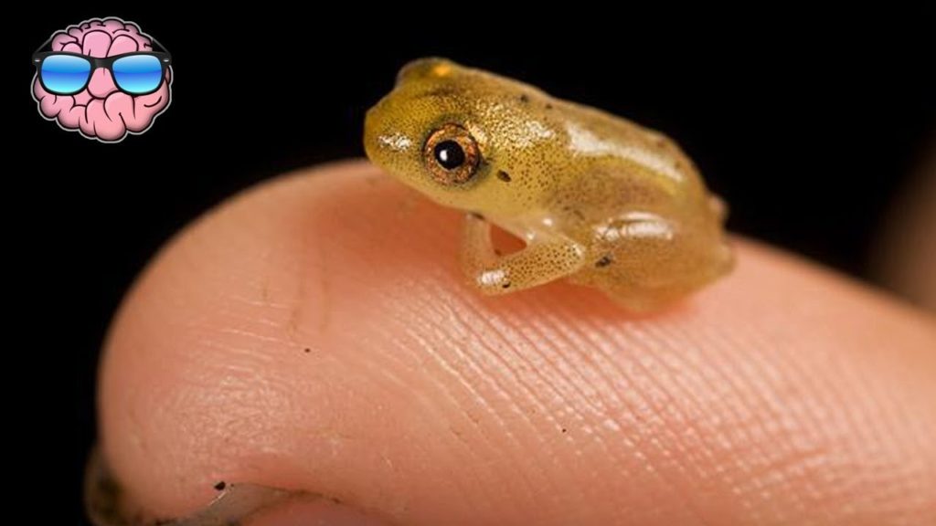 Top 10 Smallest Land Animals in the World